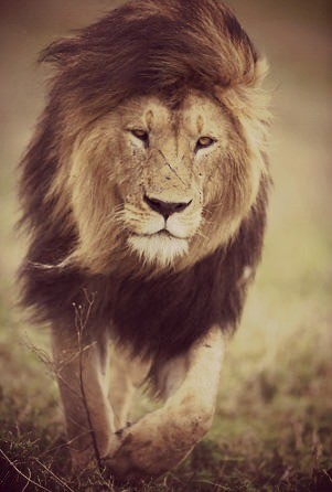leone,ferito,poesia,pisa,forza,cassisa